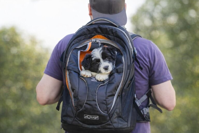 dog carrier backpack featured