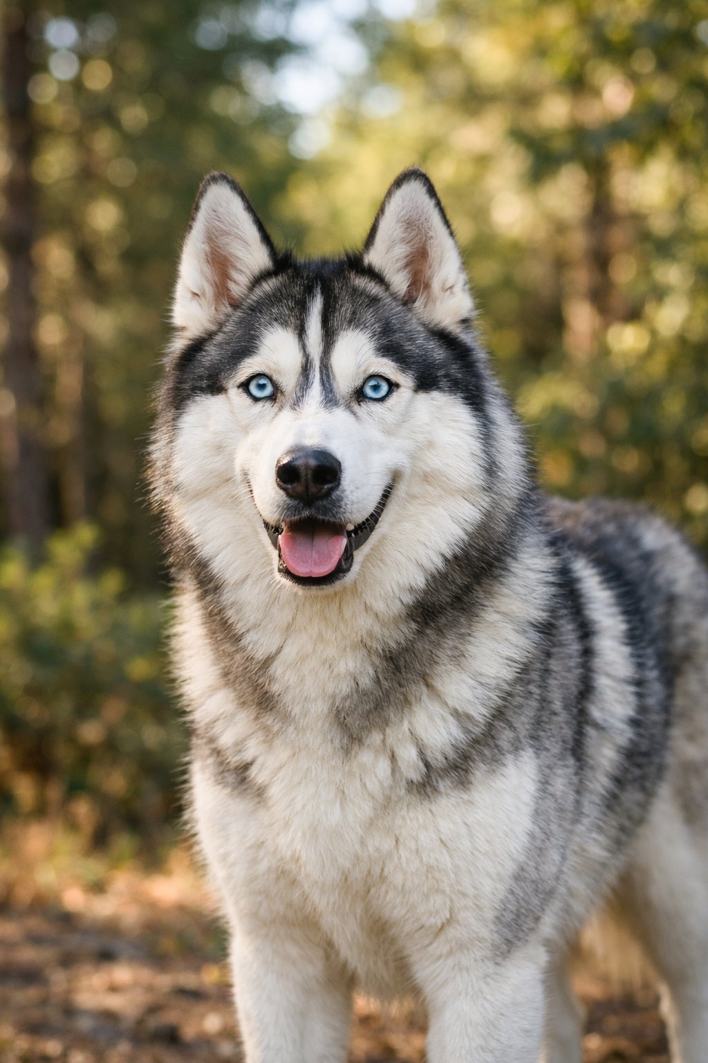A Siberian Husky dog standing outdoors in a forested area with green trees in the background.