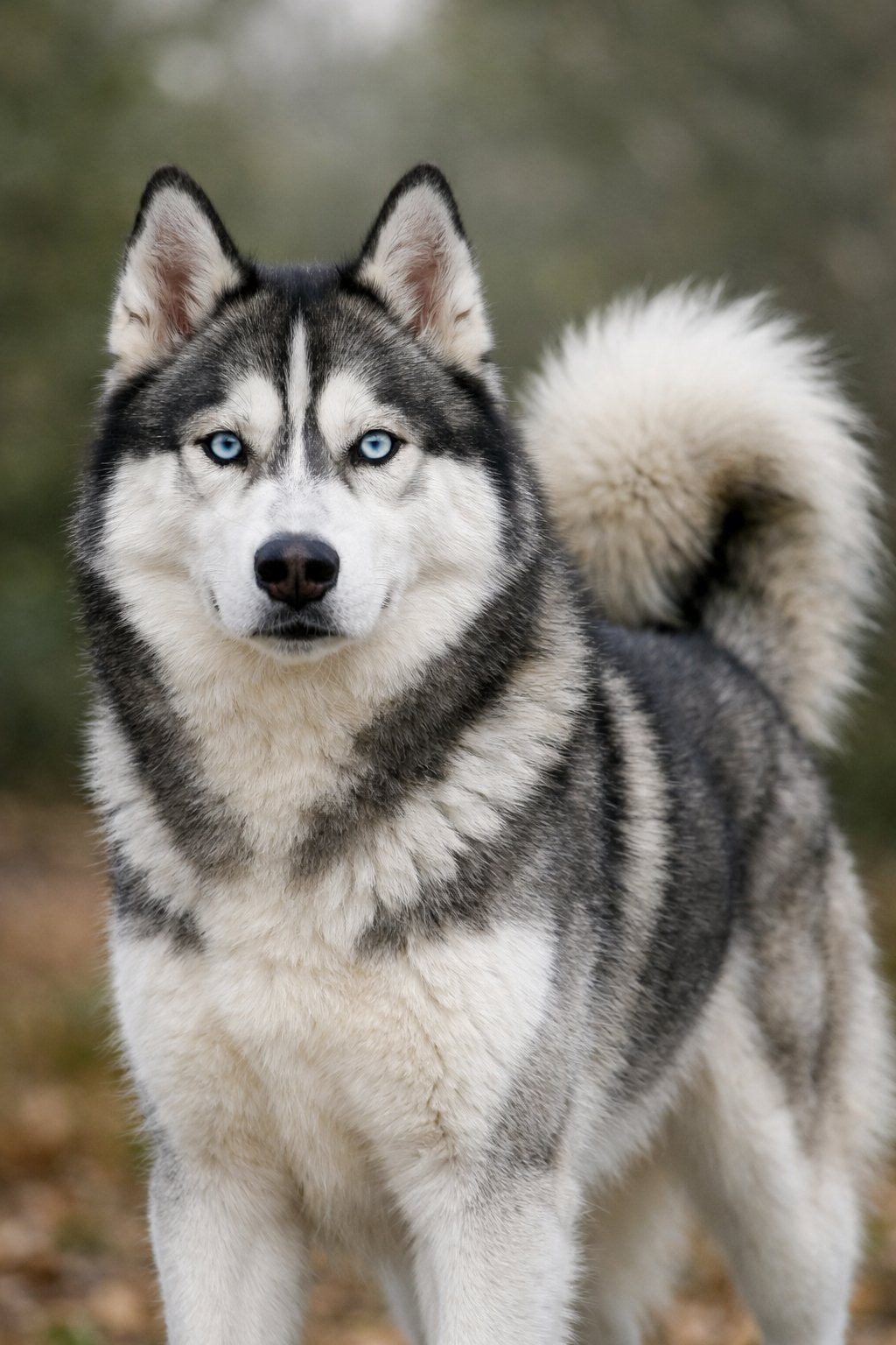 Close-up of a Siberian Husky standing outdoors with blue eyes and thick fur.